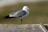 Common Gull