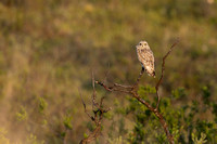 Short-eared Owl, Vardo, Norway, June 2023