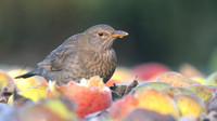 Blackbird, (Female) Tockington, January 2017