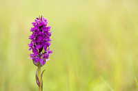 Southern Marsh-orchid, Oldbury Power Station, June 2023