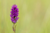 Southern Marsh-orchid, Oldbury Power Station, June 2023