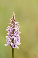 Common-spotted orchid, Oldbury Power Station, June 2023