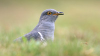 Common Cuckoo, Thursley Common, May 2017