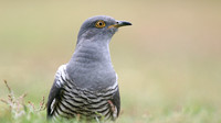 Common Cuckoo, Thursley Common, May 2017