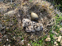 Black-headed Gull, Lochindorb, June 2021