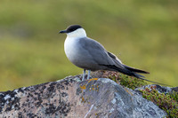 Long-tailed Skua, Norway, June 2023