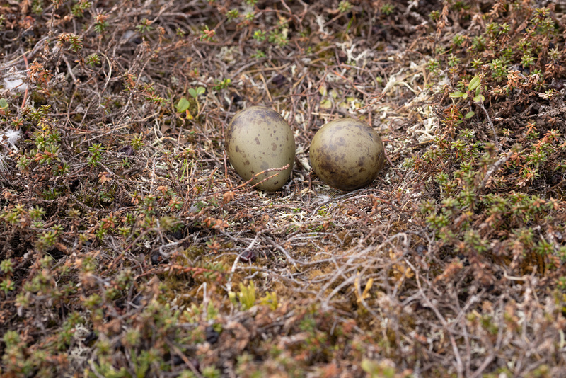 Long-tailed Skua (set1), Norway, June 2023