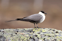 Long-tailed Skua, Batsjford, Norway, June 2023