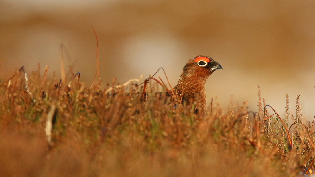 Red Grouse, Lochindorb, Feb 2015