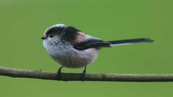 Long-tailed Tit, Tockington, January 2015