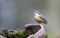 Nuthatch, Forest of Dean, February 2018