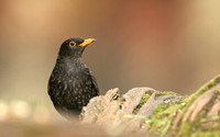 Blackbird (Male) Forest of Dean, February 2018