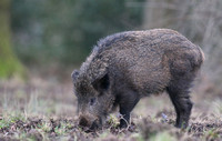 Wild Boar, Forest of Dean, January 2018