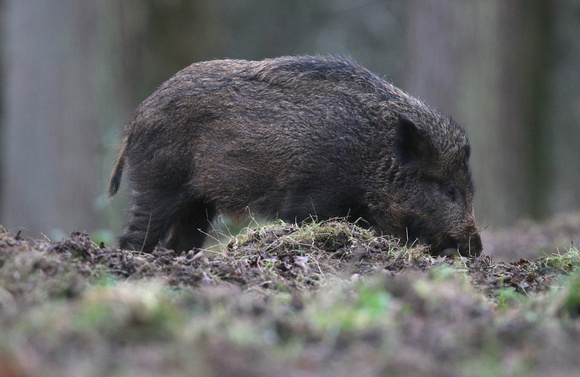 Wild Boar, Forest of Dean, January 2018