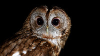 Tawny Owl, South Wales, April 2018