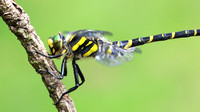 Golden-ringed Dragonfly, Forest of Dean, June 2018