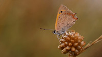 Small Copper, Oldbury Power Station, August 2018