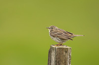 Meadow Pipit, Floi, Iceland, June 2022