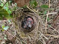 Song Thrush chicks, Rockhampton, April 2024