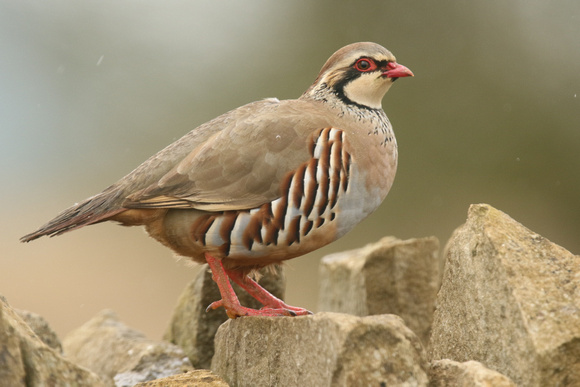 Red-legged Partridge, Hawling, March 2019