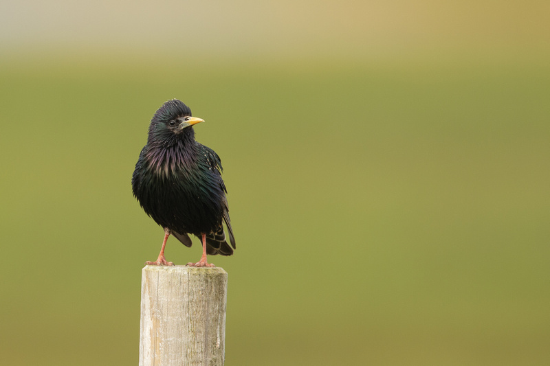 Starling, Floi, Iceland, June 2022