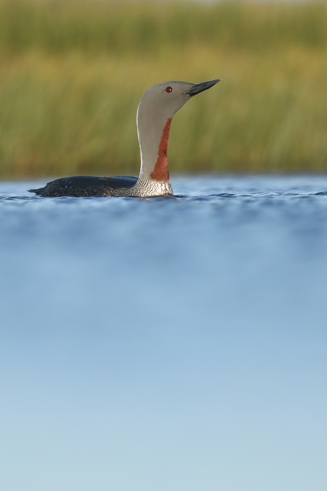 Red-Throated Diver, Floi, Iceland, June 2019