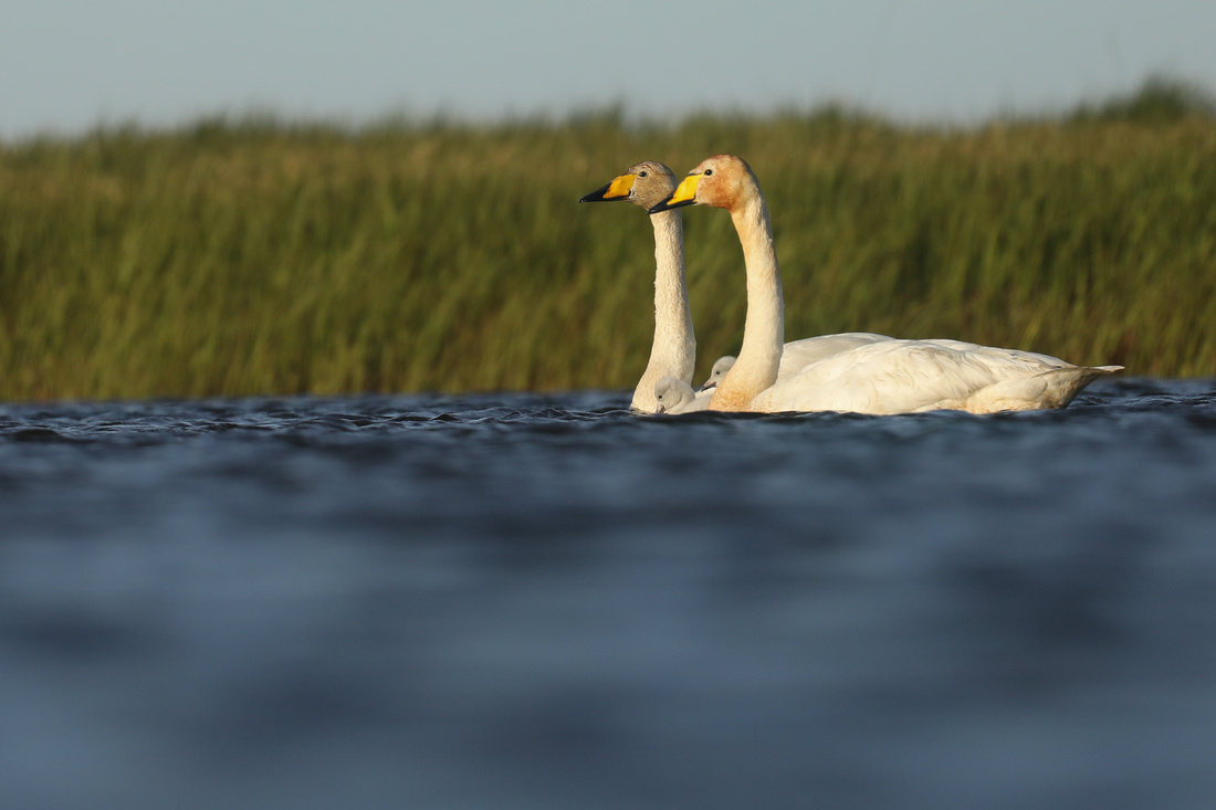 Whooper Swans, Floi, Iceland, June 2019