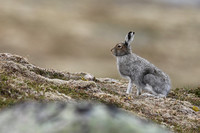 Mountain Hare, Cairngorms, June 2021