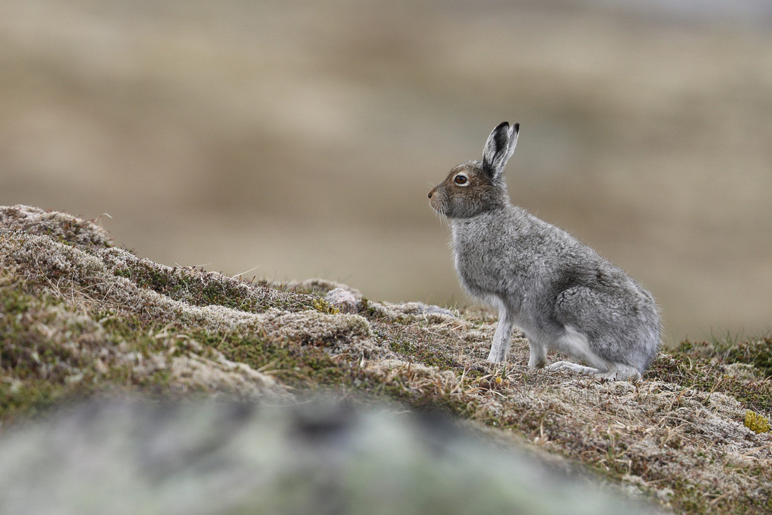 Mountain Hare, Cairngorms, June 2021