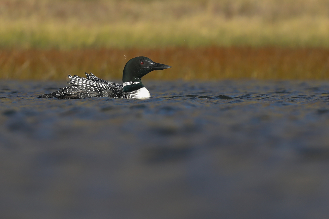 Great Northern Diver, Iceland, June 2019