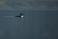 Great-Northern Diver, Isle of Mull, May 2021
