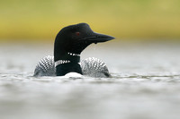 Great-northern Diver