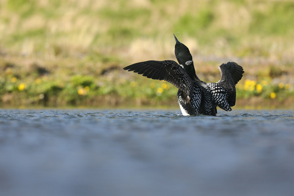 Great northern Diver, Iceland, June 2019