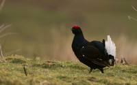 Black Grouse, Durham Dales, March 2019