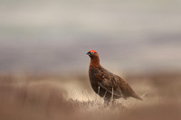 Red Grouse, Durham Dales, March 2019