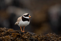 Ringed Plover, Iona, May 2021