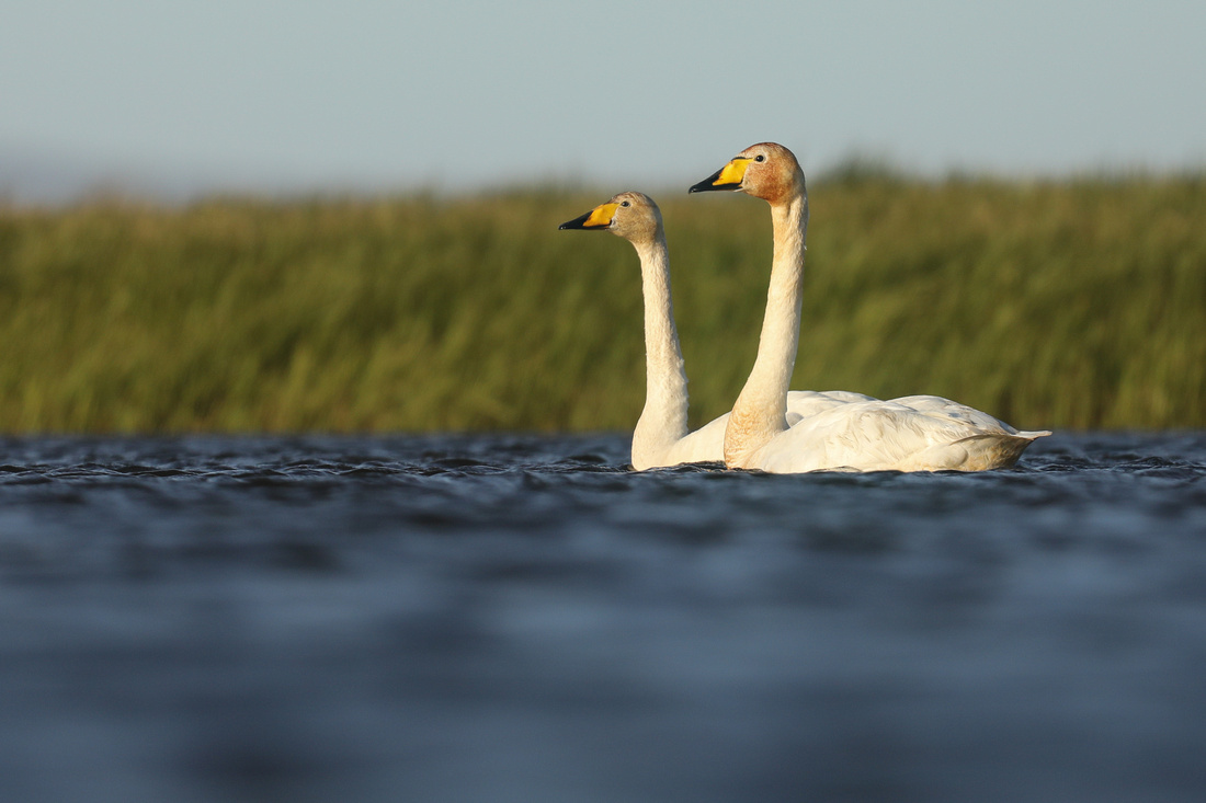 Whooper Swans, Floi, Iceland, June 2019