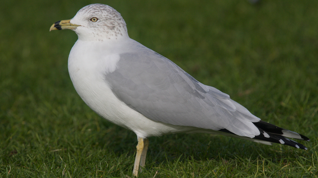Ring-billed Gull, Gosport, December 2014