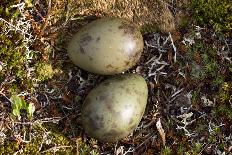 Long-tailed Skua nest, Batsjford, Norway, June 2023