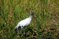 Wood Stork, Florida Everglades, February 2020