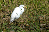 Great Egret, Florida Everglades, February 2020