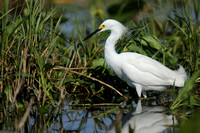 Snowy Egret, Florida Everglades, February 2020