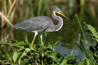 Tri-coloured Heron, Florida Everglades, February 2020