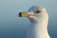 Ring-billed Gull, Fort Lauderdale, February 2020