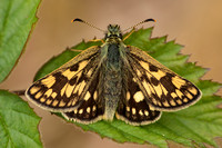 Butterflies of the British Isles