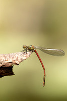 Large Red Damselfly, Abernathy Forest, June 2021