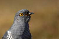 Common Cuckoo, Thursley Common, April 2021