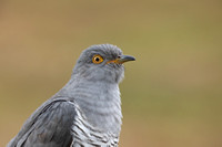 Common Cuckoo, Thursley Common, April 2021