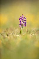 Green-winged Orchid, Tytherington, April 2021