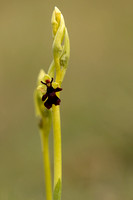 Fly Orchid, Selsey Common, May 2021